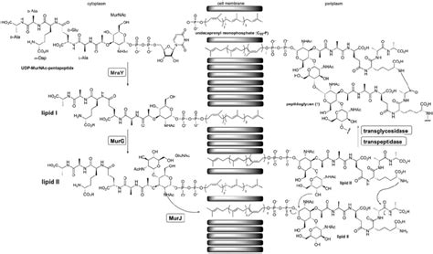 Biosynthesis of peptidoglycan. | Download Scientific Diagram