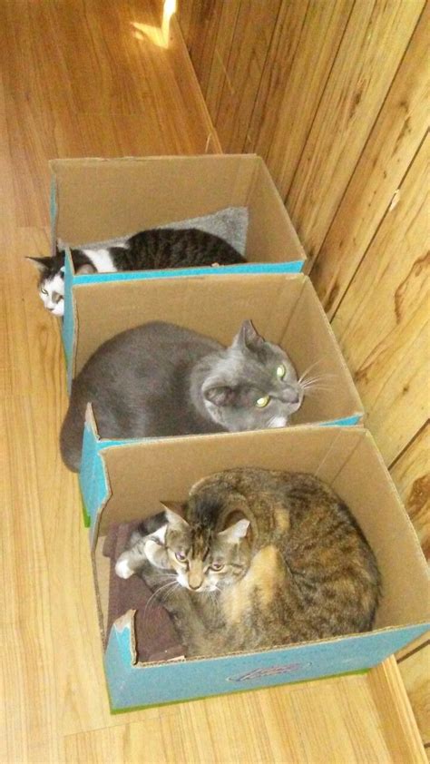 CATS IN THE BOXES | Cute animals, Cats, Animals