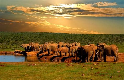 Addo Elephant National Park: All You Need To Know About!