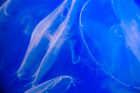 Moon Jelly | Live cam | Monterey Bay Aquarium