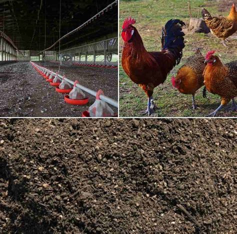 Chicken Manure Composting Process, Benefits | Agri Farming