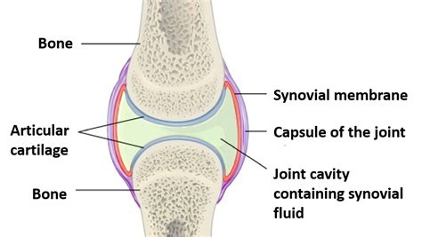 Synovial Knee Joint Diagram