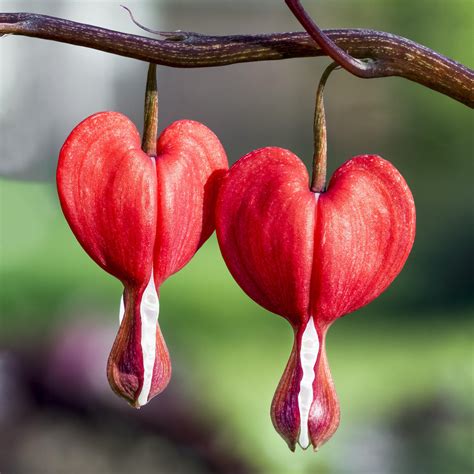 Red Bleeding Heart Plants For Sale | Dicentra Valentine – Easy To Grow ...