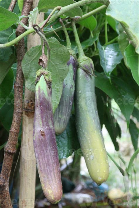 Brinjal on tree in farm for harvest 27458922 Stock Photo at Vecteezy