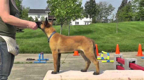 Malinois Puppy Training 12 weeks 1 - YouTube