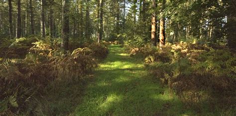 Thetford Forest Park - Woodland Trust