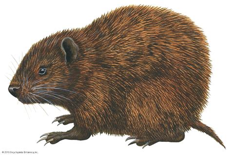 Hutia | Caribbean Rodent, Endangered Species & Conservation Efforts ...