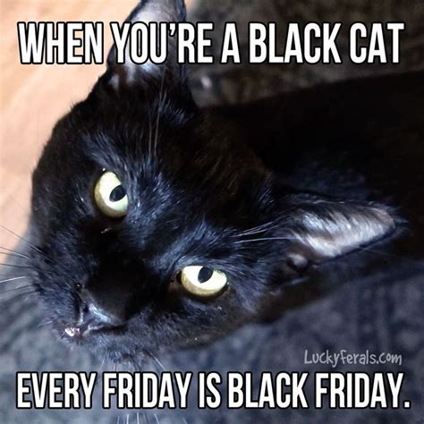 When youre a black cat every friday is black friday. #blackfriday # ...