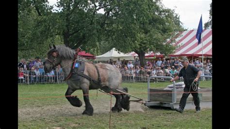 Belgian Draft Horses Slideshow - Pulling Contests - YouTube