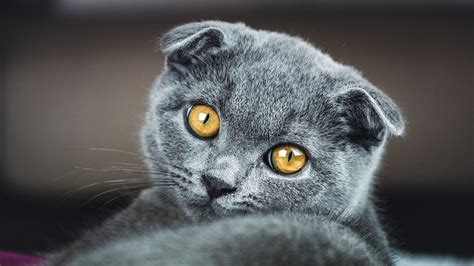 Scottish Fold Cat: Facts & Personality Traits | BetterVet