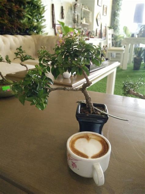 Pin by Bonsai Life on Coffee Bonsai | Bonsai, Coffee maker, Kitchen ...