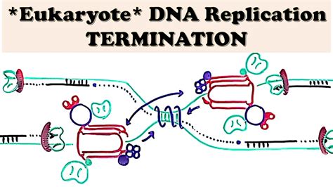 DNA Replication (Eukaryote) TERMINATION - Non-specific vs Site-specific ...