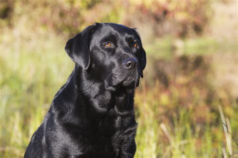 Labrador Retrievers Best Dogs - Labrador Retriever Puppies