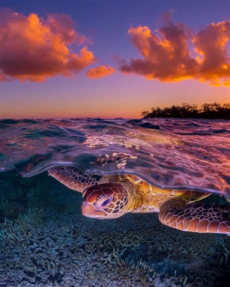 Turtle Beach Wallpapers - Wallpaper Cave