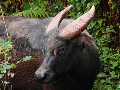 tamaraw, Mindoro dwarf buffalo (Bubalus mindorensis); DISPLAY FULL IMAGE.