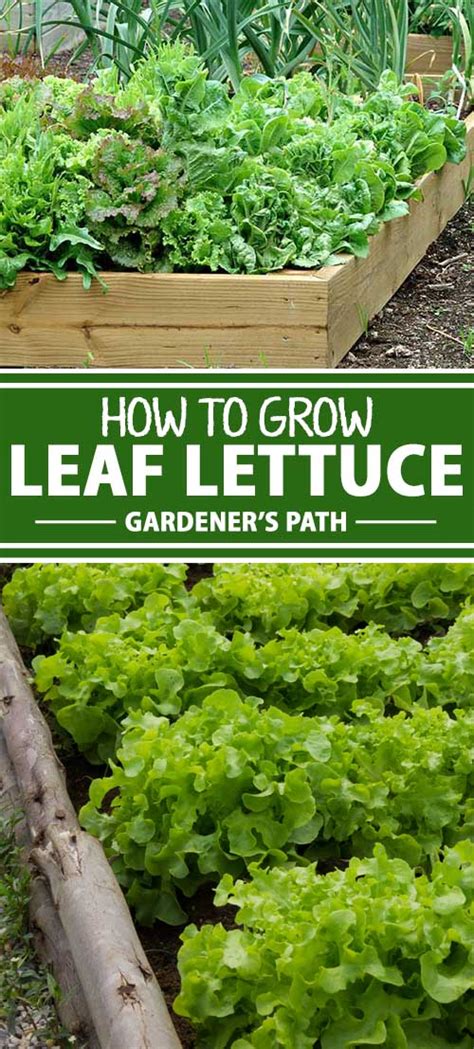 How to Plant and Grow Leaf Lettuce | Gardener’s Path