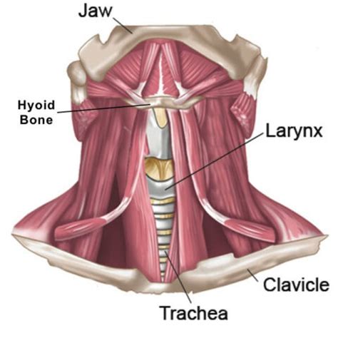 The Hyoid Bone