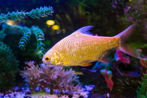 The Ultimate Care Guide For Golden Wonder Fish | Aquariadise