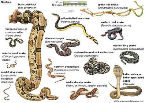 Snake | Description, Facts, & Types | Britannica