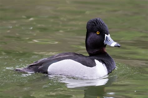 Ring-necked Duck | Audubon Field Guide