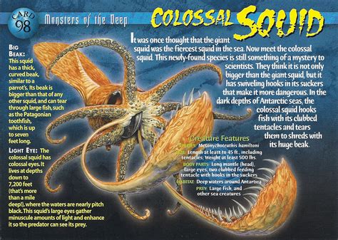 Colossal Squid | Weird n' Wild Creatures Wiki | Fandom