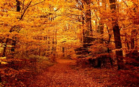 Download Forest Leaf Path Nature Fall HD Wallpaper