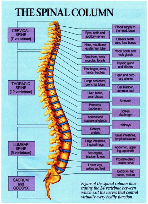 T10 Vertebrae Anatomy System Human Body Anatomy Diagram And Chart ...