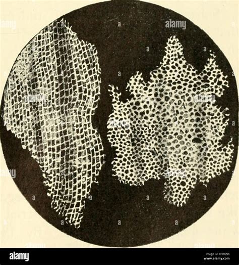 Robert hooke cells hi-res stock photography and images - Alamy