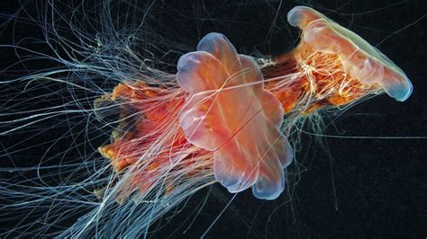 Why do jellyfish sting? - BBC Future