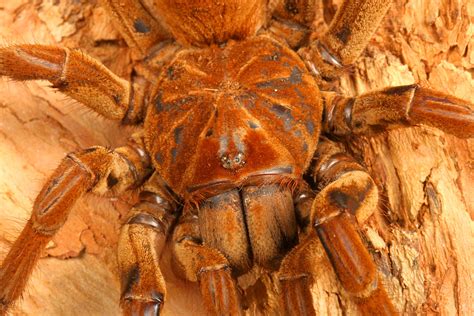 8 Horrifying Facts About the Goliath ‘Birdeater’ Spider From South America