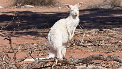 White kangaroo sightings booming as predators decrease and drought ...