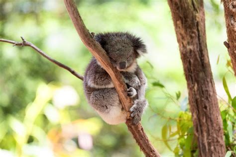 Introducing our New Koala Diet