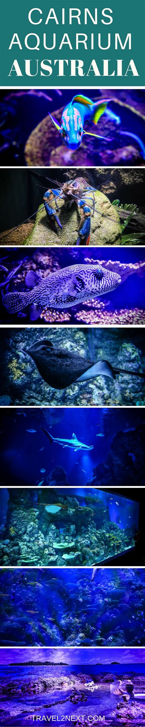 Cairns Aquarium - From Rainforest To Reef | Australia travel ...