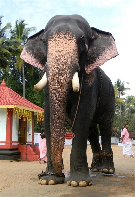 Guruvayur Keshavan - Alchetron, The Free Social Encyclopedia