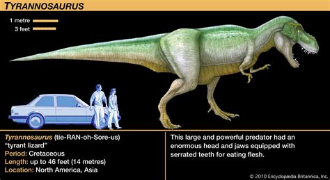 Carnivorous Dinosaurs Size Chart