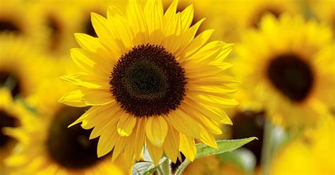 Sunflower festival at Hellerick's Family Farm in Doylestown, Pa ...