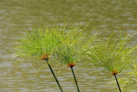 Plants of papyrus stock image. Image of pond, bush, grass - 4337139 ...