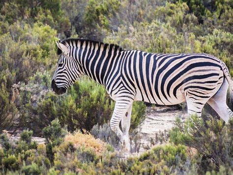 Zebra in Natural Habitat Photograph by Lindsay Diehl - Pixels