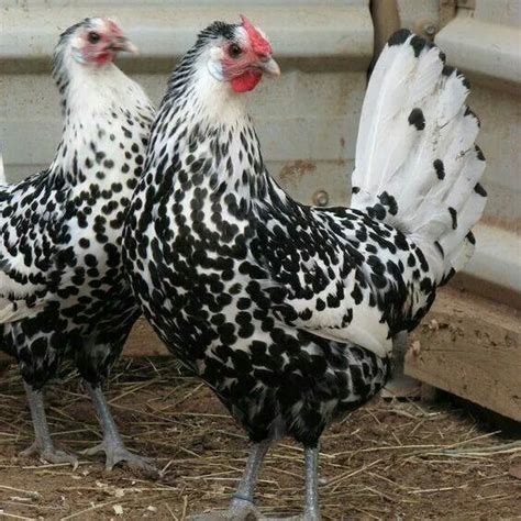 Silver Spangled Hamburg hens Chicken Pen, Chicken Cages, Chicken House ...