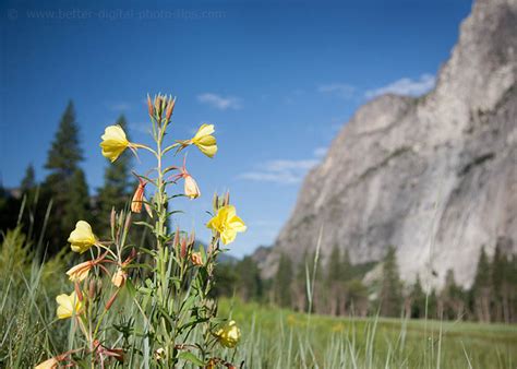 9 Simple Examples of Depth of Field To Help You To Take Better Photos