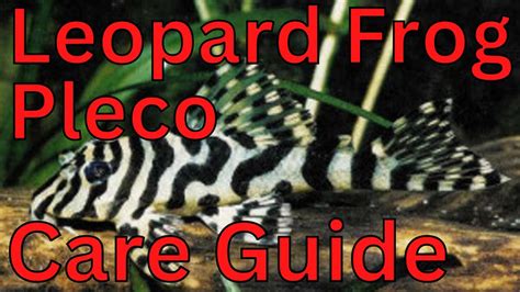 Leopard Frog Pleco Care Guide L134 | Peckoltia compta - YouTube