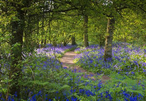 Bluebell woods walk Photograph by Gary Eason