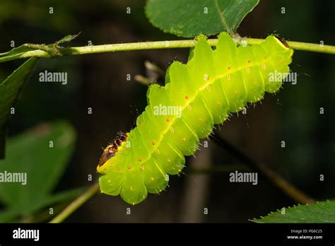 Luna moth caterpillar - Actias luna Stock Photo - Alamy