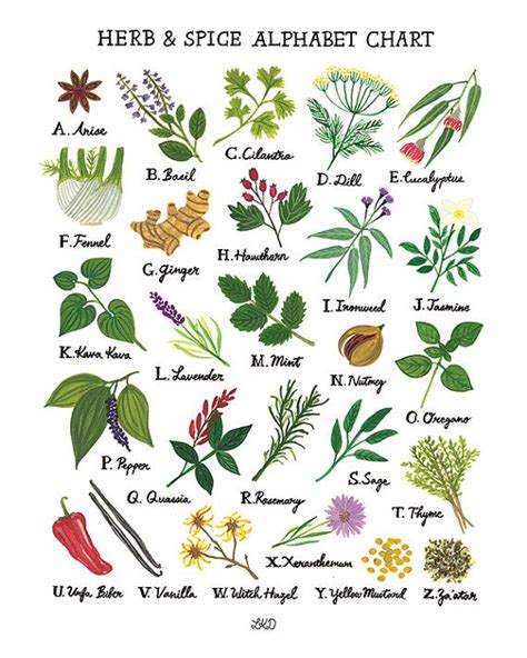 Herb & Spice Alphabet Chart Art Print - Etsy | Herbalism, Medicinal ...