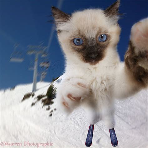 Skiing Cat Selfie photo WP41610