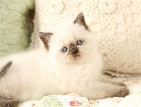 Himalayan Kittens | Himalayan Kittens For Sale | Himalayan Cats