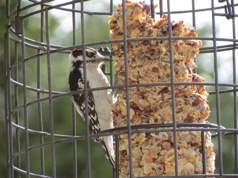 DOWNY WOODPECKER INSIDE A FEEDER CAGE — Hyde Park Feed & Country Store