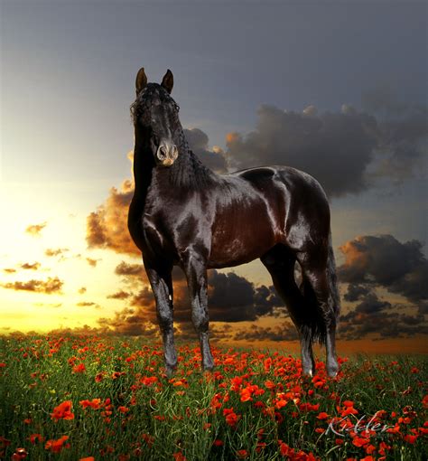 Black Andalusian Stallion (Ganador XL ) Photo by Kevin Kidder ...