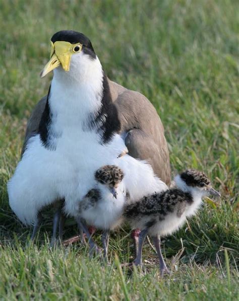 Swooping season is when plovers get a bad rap | The Advocate | Burnie, TAS