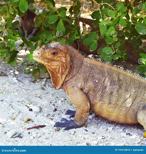 Iguana in Its Habitat Desert Stock Photo - Image of nature, habitat ...